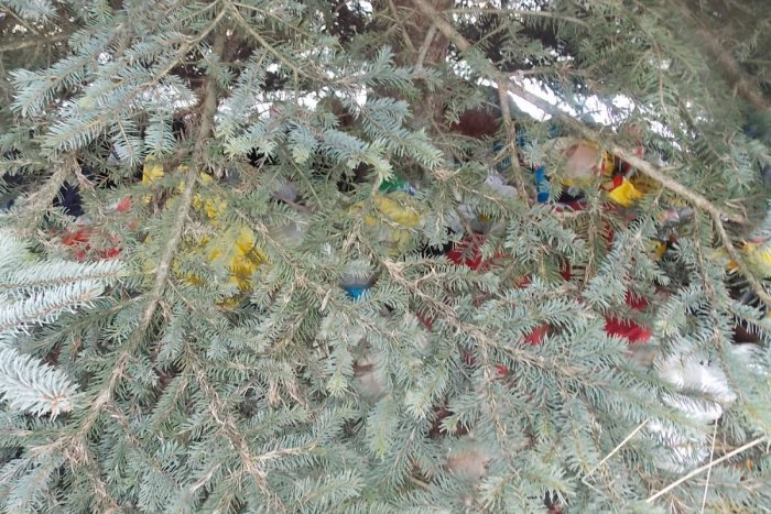 Ilustračný obrázok k článku Tajomstvo jedného stromu Obrazom: Aj takýto pohľad sa vám naskytne cestou zo Spišskonovoveskej nemocnice