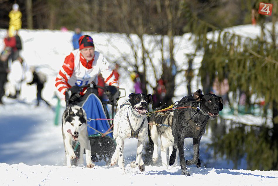 Ilustračný obrázok k článku Veľké meranie síl štvornohých chlpáčov. Králiky opäť zažijú preteky psích záprahov!
