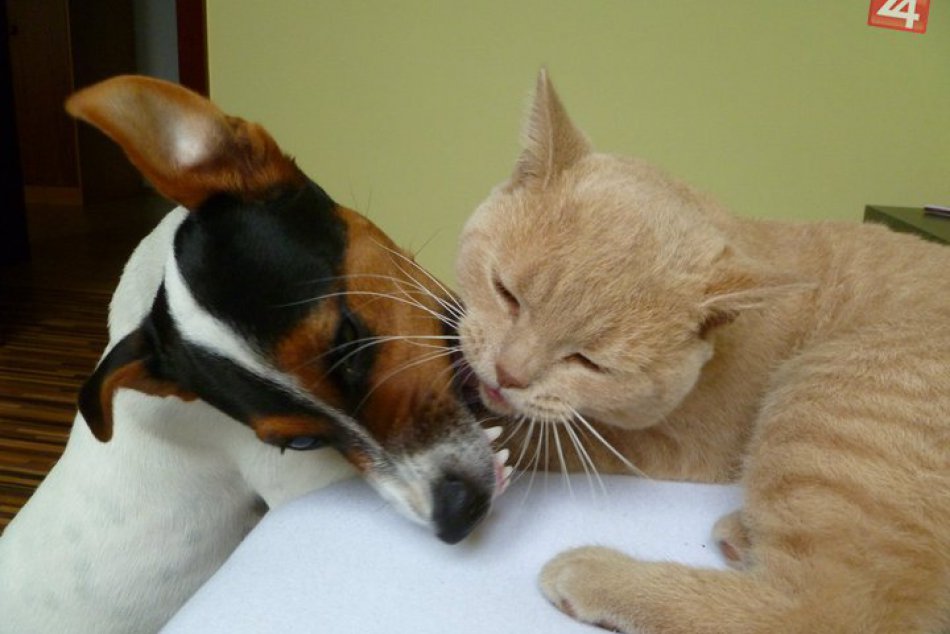 Ilustračný obrázok k článku Dominika (25) zo Zámkov spravila ZÁBERY, aké sa len tak nevidia: Domáci miláčikovia si to spolu jednoducho užívajú :)