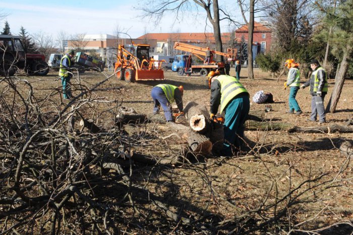 Ilustračný obrázok k článku Kvôli novej stavbe padla v Novom Meste stovka stromov. Nelegálne!