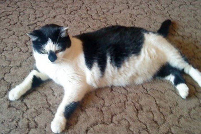 Ilustračný obrázok k článku Zúfalí majitelia prosia, ľudia pomôžte: Ich mačička vybehla z auta, hľadanie je stále neúspešné