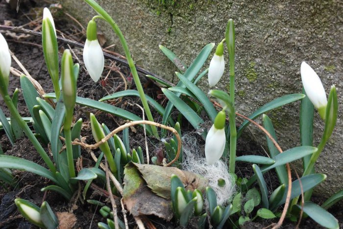 Ilustračný obrázok k článku Zavítala do Nitry jar? Pod Zoborom rozkvitli parádne snežienky