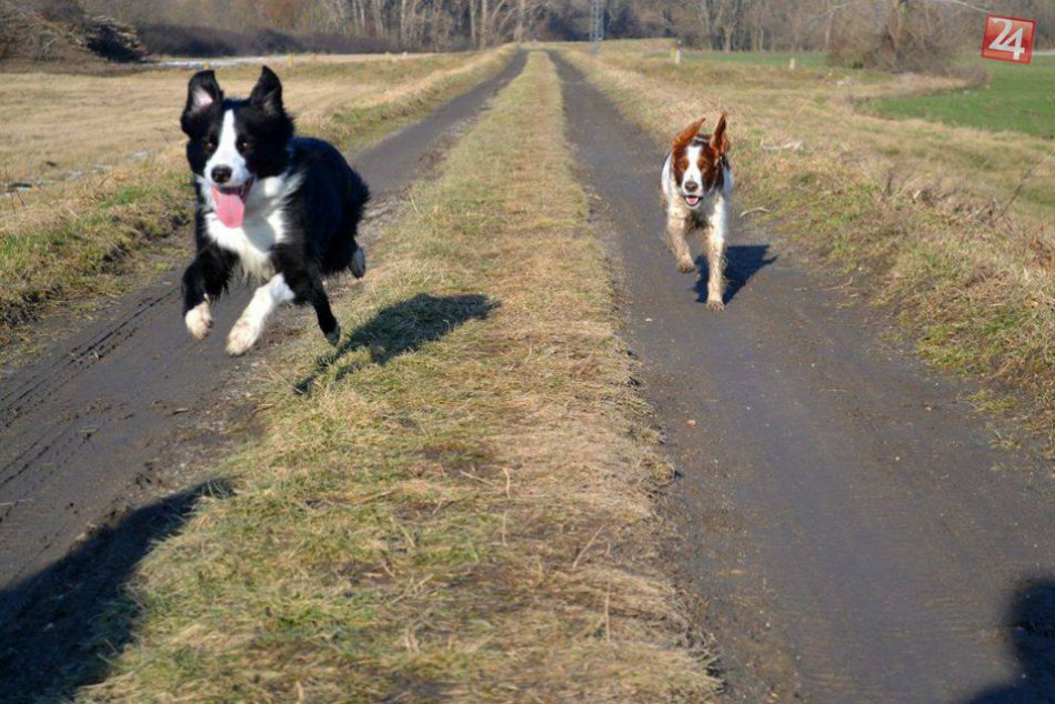 Ilustračný obrázok k článku Nezbednica Fanny (3), malá šibalka zahrnutá láskou: Aha, aké parádne ZÁBERY sa podarili Lucii zo Zámkov