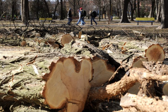 Ilustračný obrázok k článku Páchateľ, ktorý nelegálne vyrúbal stromy na Vajnorských jazerách, je stále neznámy