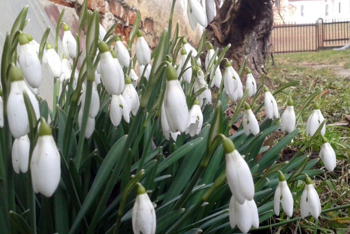 Ilustračný obrázok k článku Zavítala k nám už jar? V Humennom sa objavili parádne snežienky