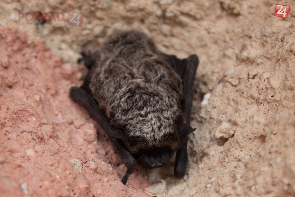 Ilustračný obrázok k článku Usadil sa u vás netopier? Nerobte paniku, len ho nechytajte holou rukou