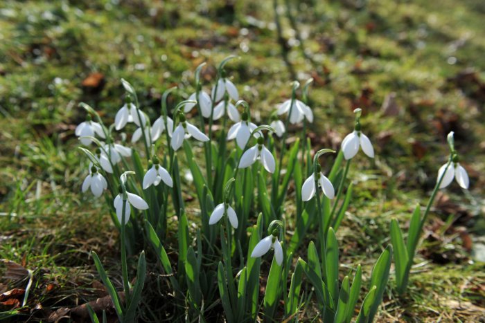 Ilustračný obrázok k článku Nadácia Výskum rakoviny organizuje v piatok Deň so snežienkou