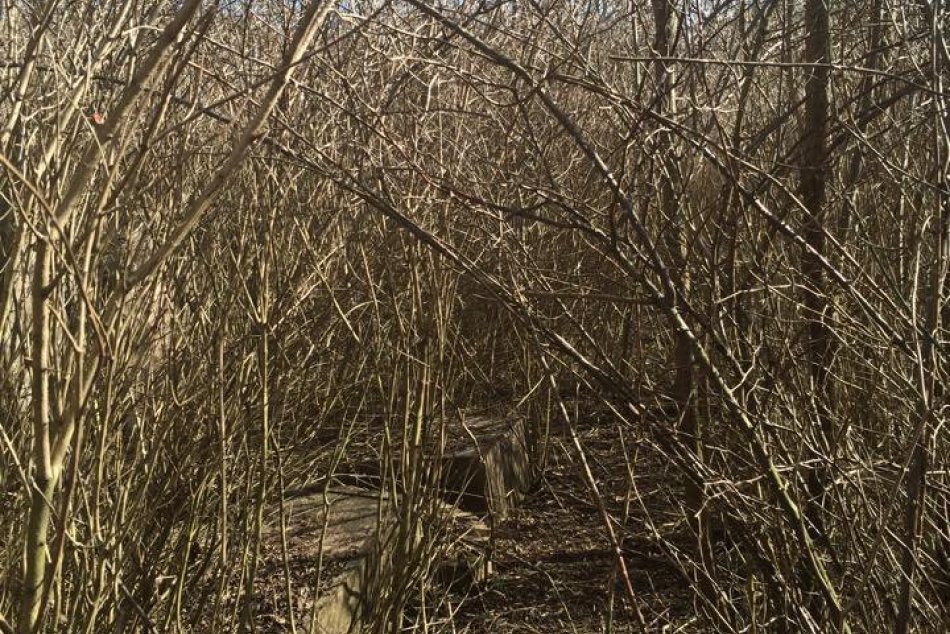 Ilustračný obrázok k článku Okolo Tajovského potoka v Bystrici bude rušno: Čo zamýšľajú vodohospodári?