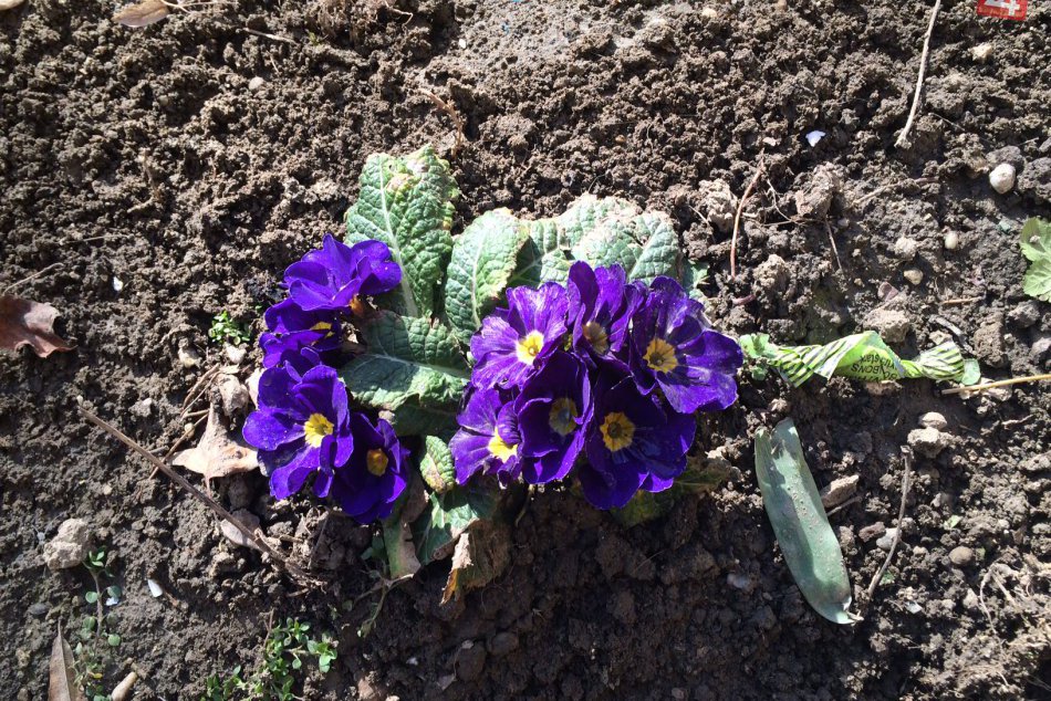 Ilustračný obrázok k článku Zavítala do Šale už jar? Snežienky a prvosienky vravia ÁNO!