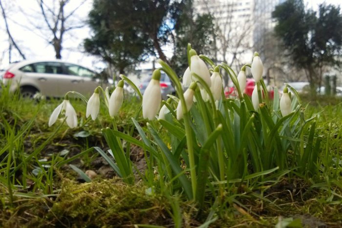 Ilustračný obrázok k článku Jar je tu: Už aj v Bratislave vykvitli snežienky