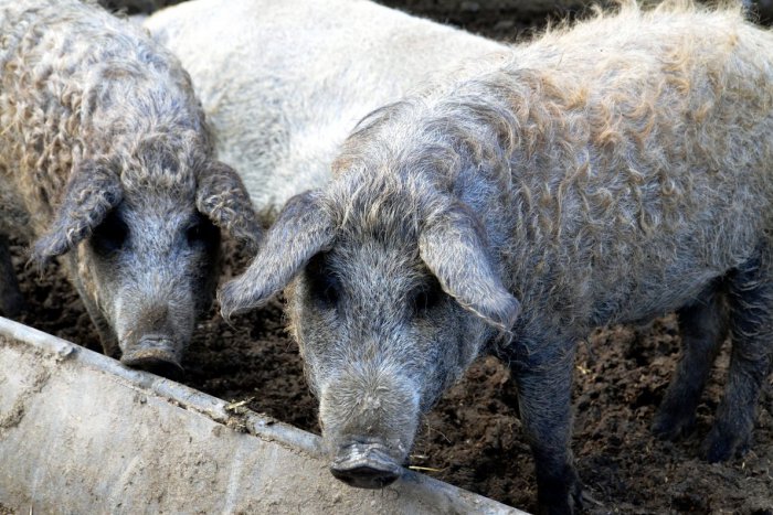 Ilustračný obrázok k článku Bravčové bez škodlivého cholesterolu? Je to možné, kúzlo mangalíc od utorka vo Veselej Farme!