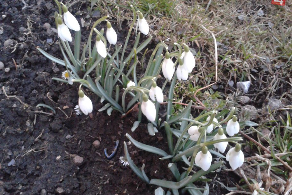 Ilustračný obrázok k článku Prvé znaky jari v Brezne obrazom: V meste už rozkvitli snežienky!
