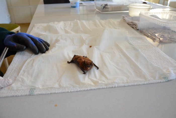 Ilustračný obrázok k článku Už ste videli kŕmenie netopierov? Unikátne VIDEO zo Štátnej ochrany prírody v Prešove!