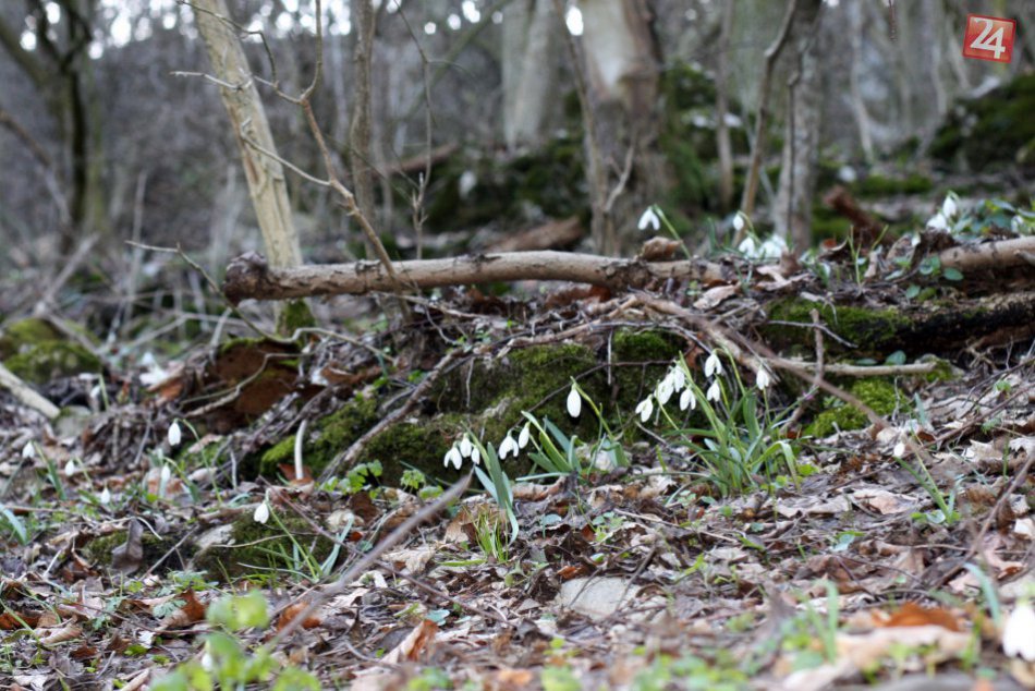 Ilustračný obrázok k článku Tip na výlet: Jediný vodopád v Malých Karpatoch a koberec snežienok