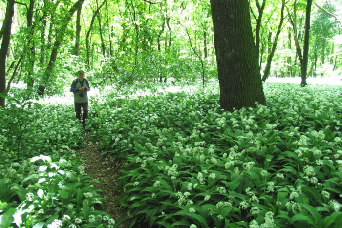 Ilustračný obrázok k článku Sezóna medvedieho cesnaku sa blíži: Kde v okolí Košíc si lahôdku z prírody môžete nazbierať?