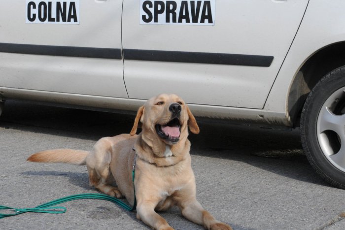 Ilustračný obrázok k článku Colníci vymákli študenta pri motoreste: Takto vysvetľoval predaj fejkových parfumov