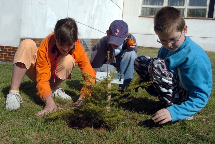 Ilustračný obrázok k článku Chcú, aby získali od malička vzťah k prírode: Žiaci z Vígľaša zasadia vlastnoručne niekoľko stromčekov