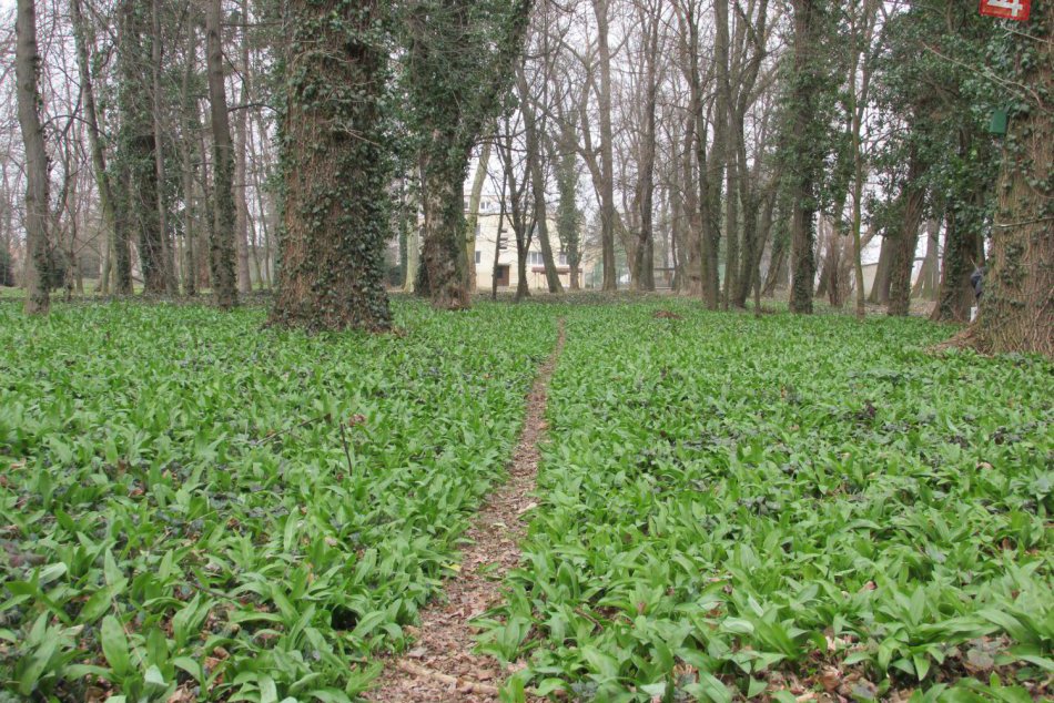 Ilustračný obrázok k článku Sezóna medvedieho cesnaku je už tu: Kde v okolí Moraviec si lahôdku z prírody môžete nazbierať?