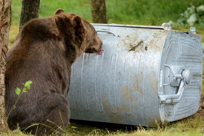 Ilustračný obrázok k článku Mestská polícia je stále v strehu: Nové info o spozorovanom medveďovi