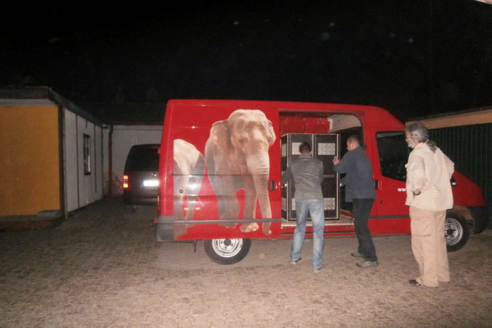 Ilustračný obrázok k článku V Spišskej vykladali záhadný náklad: Vieme, čo doviezli v noci do zoo. Budete mať radosť!