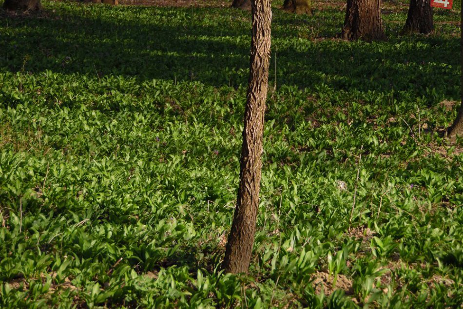 Ilustračný obrázok k článku Kam na medvedí cesnak? Miesta pri Nitre, kde si ho môžete nazbierať bez pokuty
