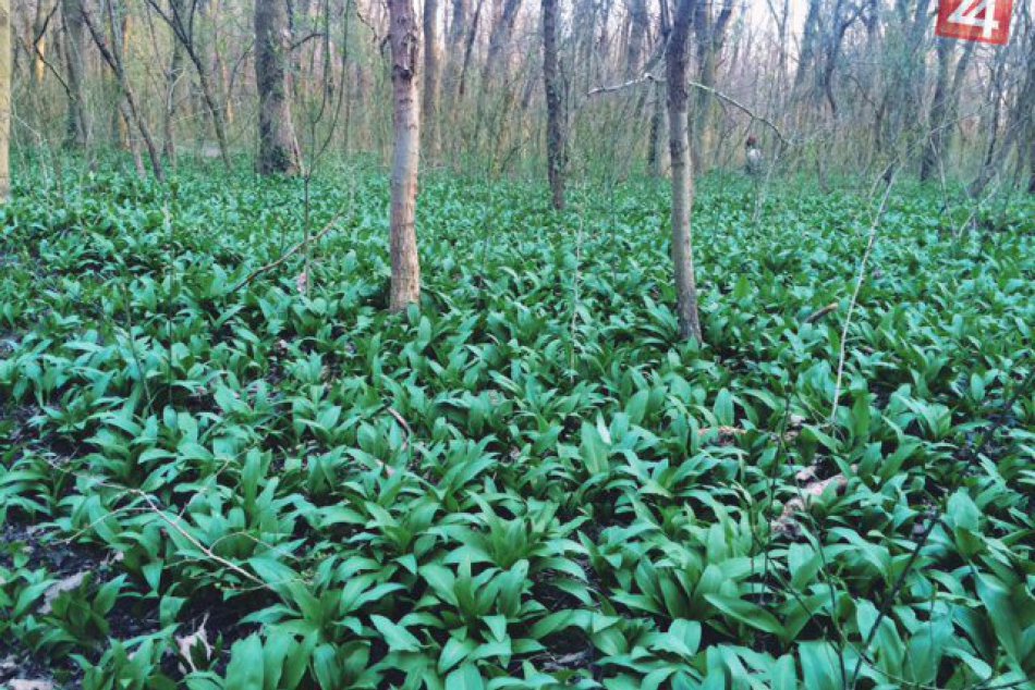 Ilustračný obrázok k článku Sezóna medvedieho cesnaku pomaly končí: Kde v Bratislave si lahôdku z prírody stále môžete nazbierať?