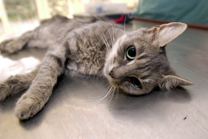 Ilustračný obrázok k článku Cez víkend v hlavnom meste vykastrovali vyše sto pouličných mačiek