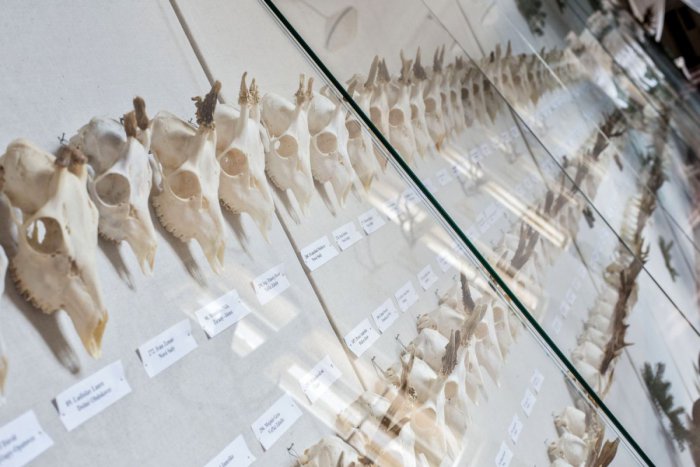 Ilustračný obrázok k článku Ponitrianske múzeum predstaví úspechy poľovníkov: Uvidíme množstvo trofejí