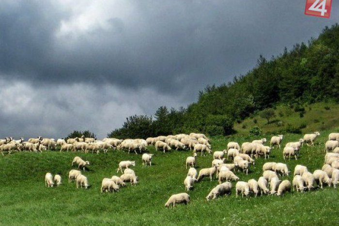 Ilustračný obrázok k článku Úmrtie revúckeho valacha (42) sa vysvetlilo: Zomrel na otravu alkoholom