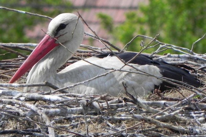 Ilustračný obrázok k článku Bocianie hniezda sa opäť zaplnili: Sledujte unikátne prírodné divadlo v priamom prenose