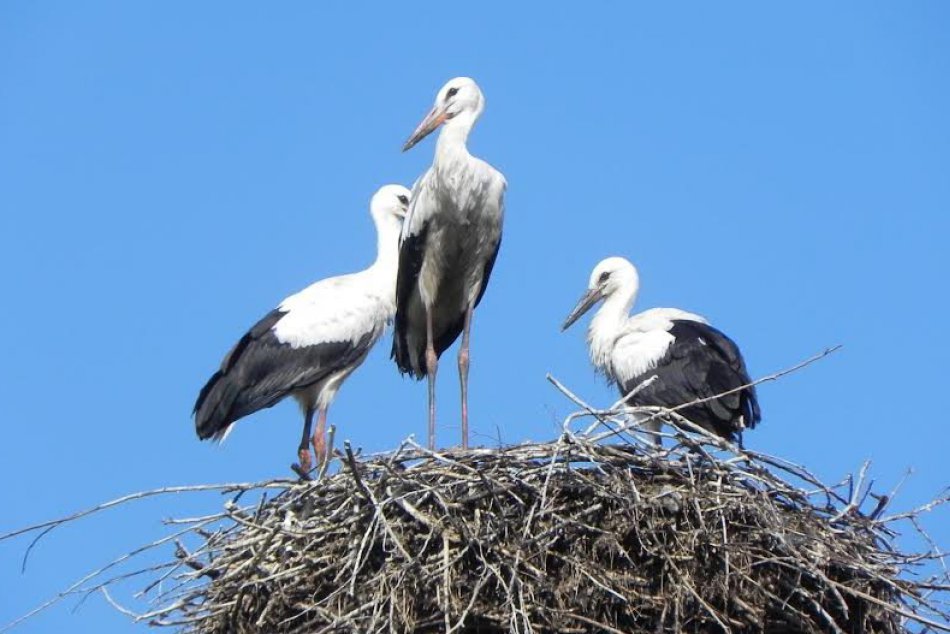 Ilustračný obrázok k článku 5 výnimočných dediniek pri Košiciach: Kde je najviac bocianov a ktorá má parný mlyn?