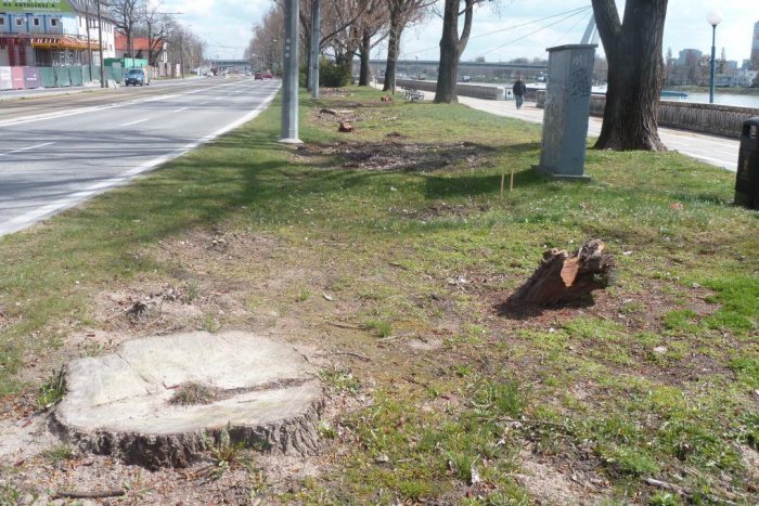 Ilustračný obrázok k článku Kvôli výstavbe novej mestskej štvrti Zuckermandel vyrúbali na nábreží desiatky stromov