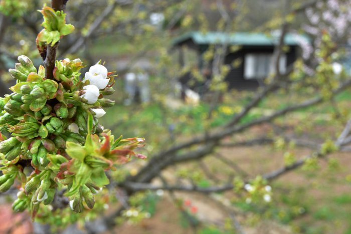 Ilustračný obrázok k článku Počuli ste už o Mobilných záhradách v Bratislave? Ak nemáte kde záhradkárčiť, máme pre vás skvelý tip