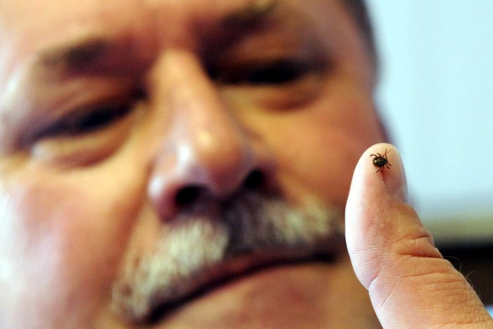 Ilustračný obrázok k článku Majte tam oči na stopkách: 6 oblastí v okolí Žiliny, kde sa vyskytujú nakazené kliešte!