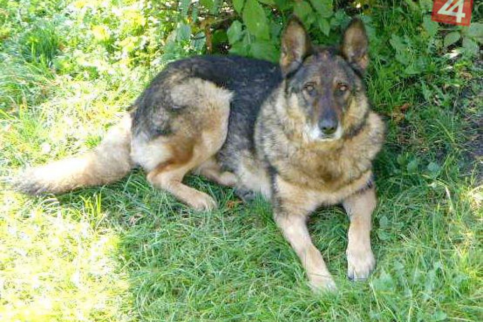 Ilustračný obrázok k článku Zúfalá majiteľka hľadá tohto psíka: Nevideli ste ho niekde?