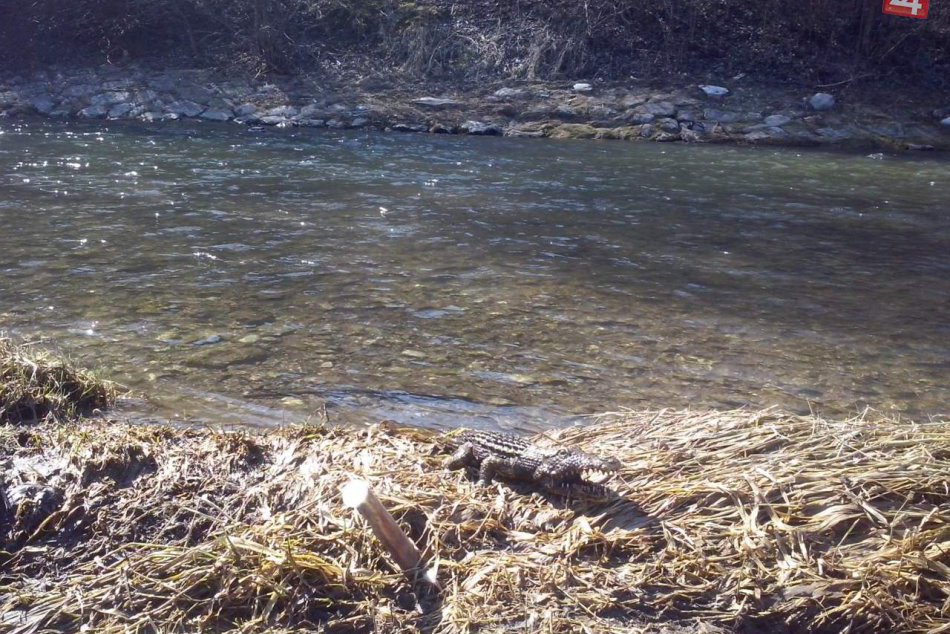 Ilustračný obrázok k článku Krokodíl vo Váhu? Polícia Slovenskej republiky prijala nezvyčajný podnet
