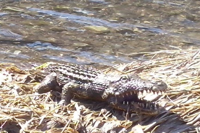 Ilustračný obrázok k článku Učiteľky so škôlkármi pozreli do Hornádu a čakalo ich nečakané: Vo vode bol krokodíl! FOTO