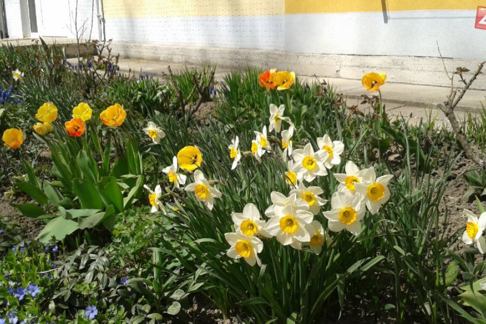 Ilustračný obrázok k článku Radosť pre oči v Bystrici, takto krásne rozkvitlo mesto: Jarné obrázky, čo vám pohladia dušu