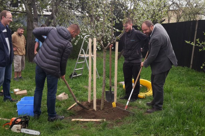 Ilustračný obrázok k článku Vedeli ste aký ovocný strom je typický pre Dúbravku?