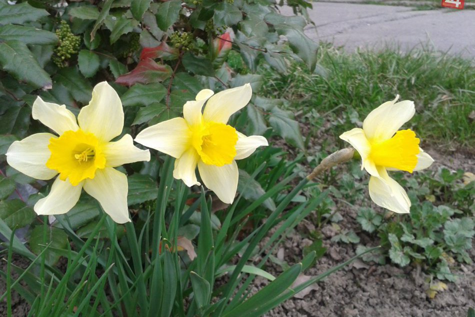 Ilustračný obrázok k článku RANNÁ ŠTVORKA: Pred 157 rokmi vyštartoval prvý Pony Express, meniny má Richard