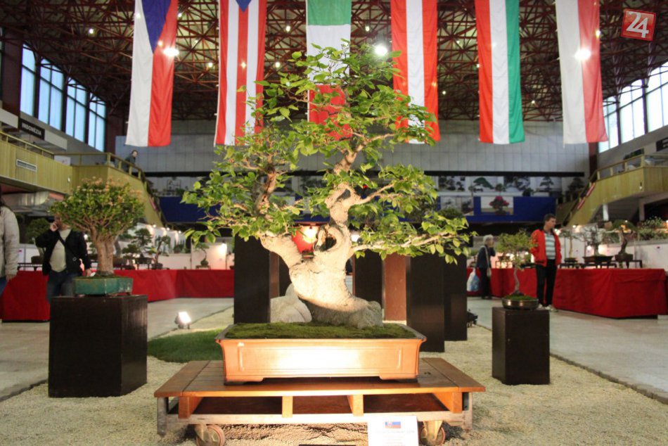 Ilustračný obrázok k článku KOMPLETNÝ PROGRAM: Výstava Gardenia oslávi v Nitre 20. narodeniny!