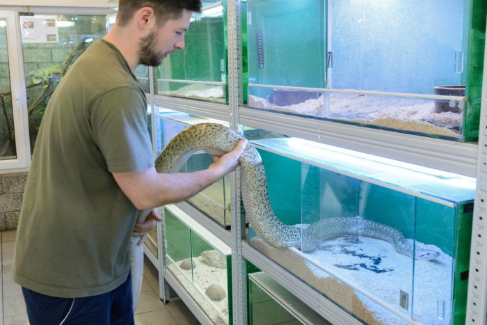 Ilustračný obrázok k článku Novinky v univerzitnom viváriu: Pribudli žaby, jašterice i užovky