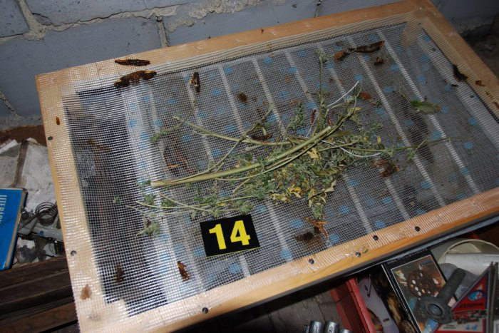 Ilustračný obrázok k článku Čiernobaločan (33) mal v dome kopec trávy: Vyšlo by z nej vyše 500 jointov