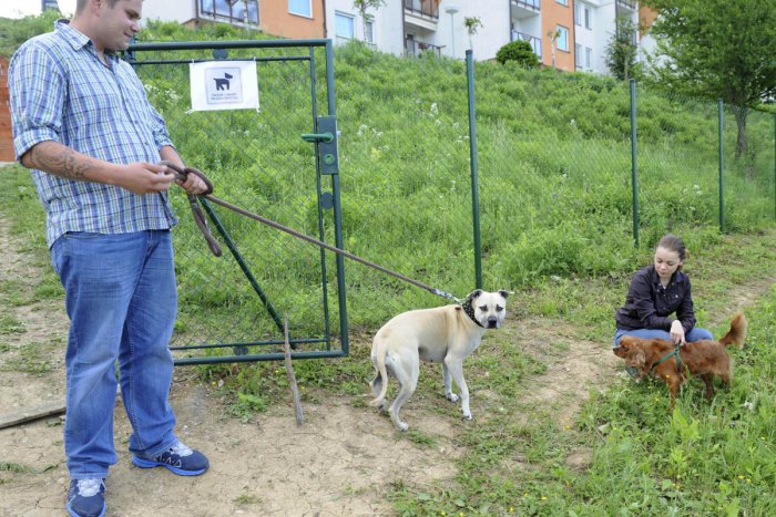 Ilustračný obrázok k článku Dôležité INFO pre majiteľov štvornohých miláčikov v Brezne: Daň za psa sa po novom upraví