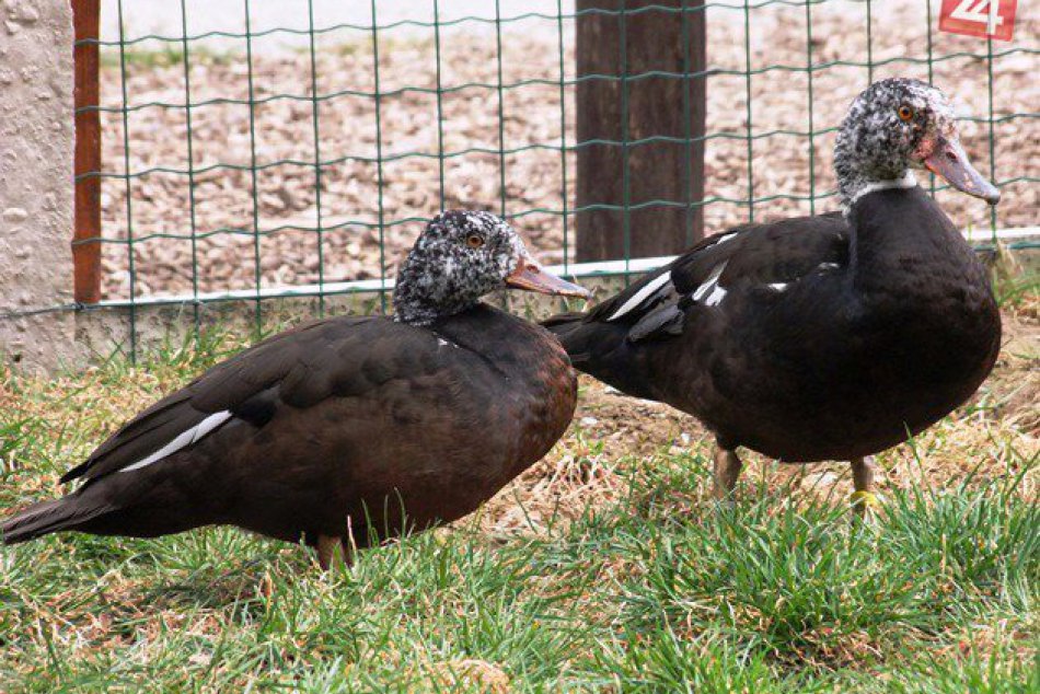 Ilustračný obrázok k článku FOTO: Košická zoo má novych členov, párik pižmoviek priviezli z Nemecka