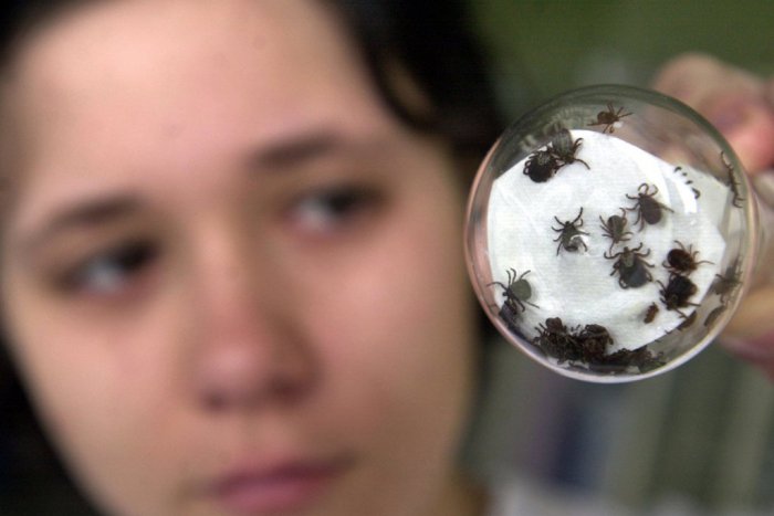 Ilustračný obrázok k článku Infikované kliešte v našom kraji: Toto je podrobný zoznam LOKALÍT, kde sa vyskytujú