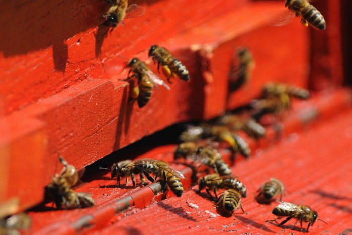 Ilustračný obrázok k článku Polícia: Pátrame po zlodejovi, ukradol úle a včelárske náradie