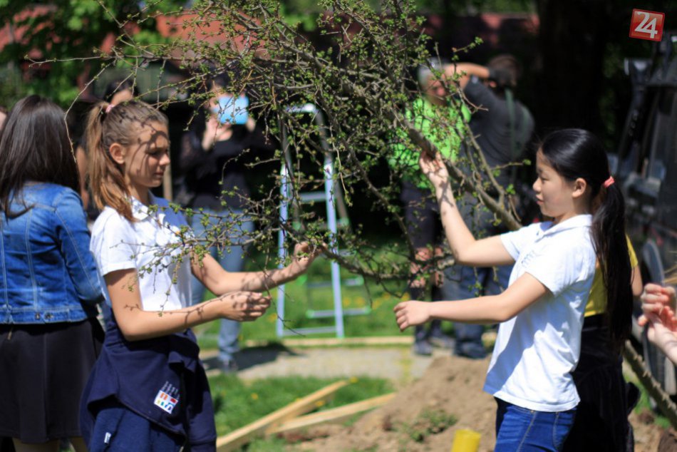 Ilustračný obrázok k článku OBRAZOM: Žiaci po sebe zanechali v Kalvárii peknú stopu, vysadili tu vlastný hloh