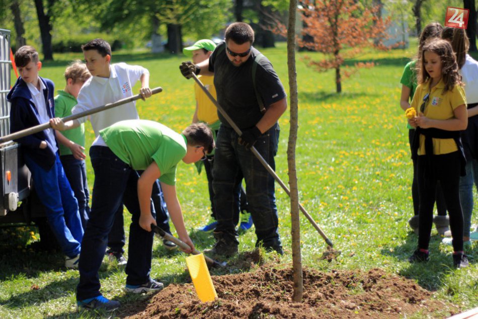 Ilustračný obrázok k článku Karlova Ves bude zelenšia: V mestskej časti pribudnú stromy a kríky