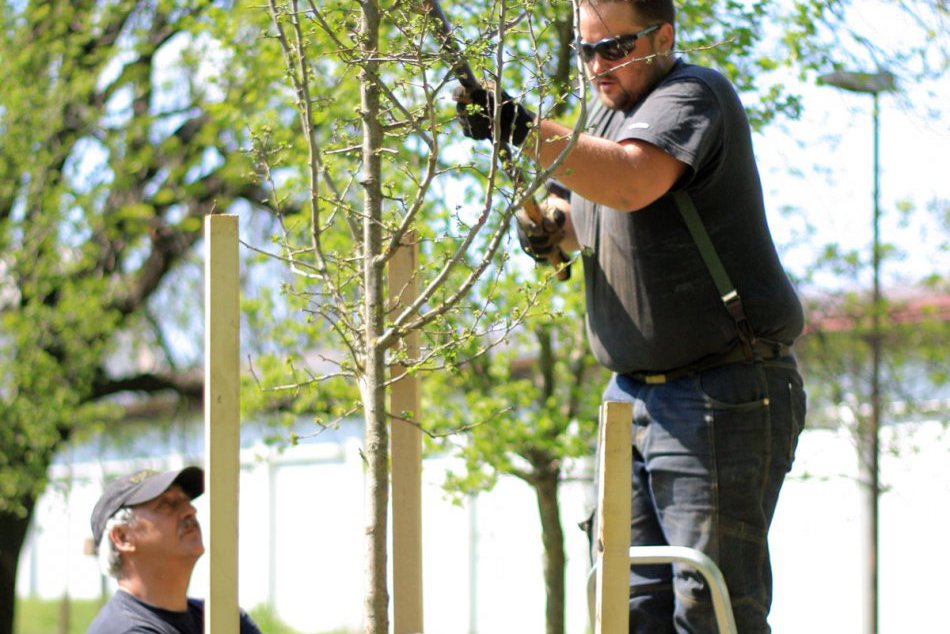 Ilustračný obrázok k článku Mesto má už málo miesta na výsadbu nových stromov: Radnica sa obzerá po alternatívach
